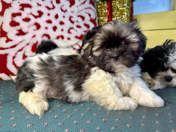 Fluffy Companions Shih Tzu Puppies