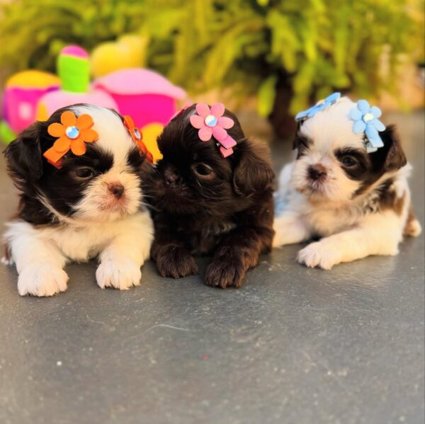 Adorable Shih Tzu Puppies for Sale