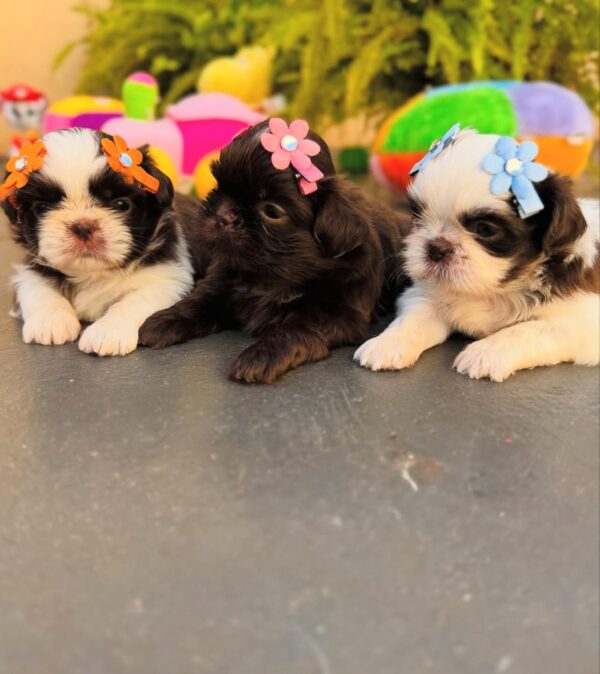 Adorable Shih Tzu Puppies for Sale - Image 2