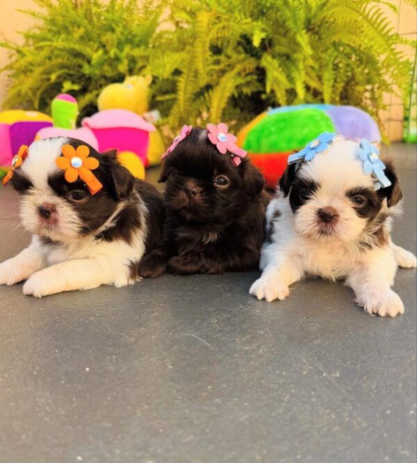 Adorable Shih Tzu Puppies for Sale - Image 4